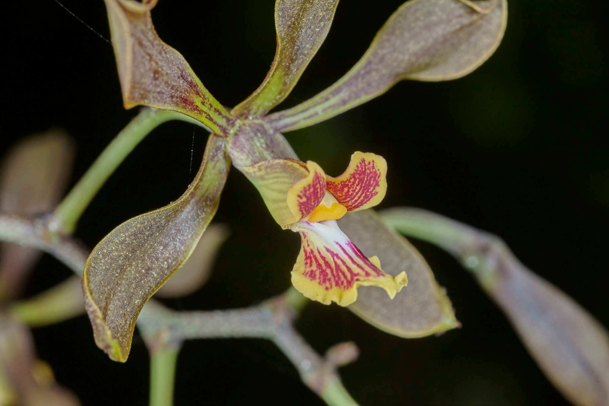 Encyclia diota